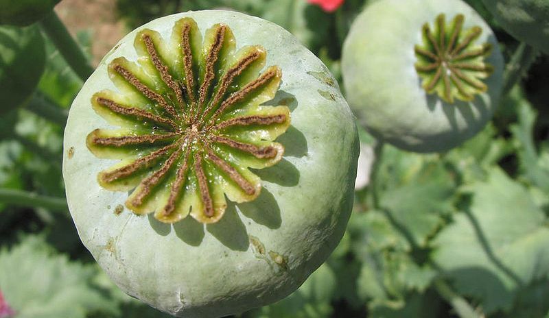 Papaver_somniferum-1